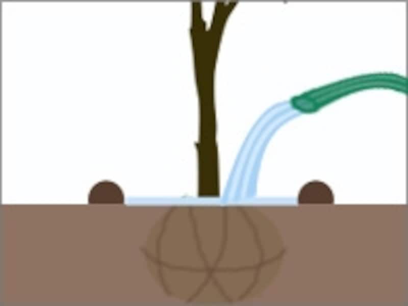 盛り土で水鉢を作ることで水の流出を防ぎ、根に水分がしっかり浸透する