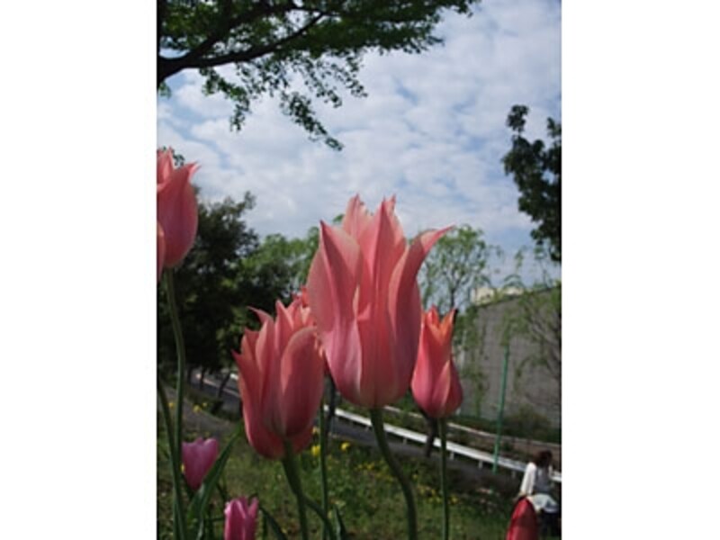 全体的に地味な印象の花の写真