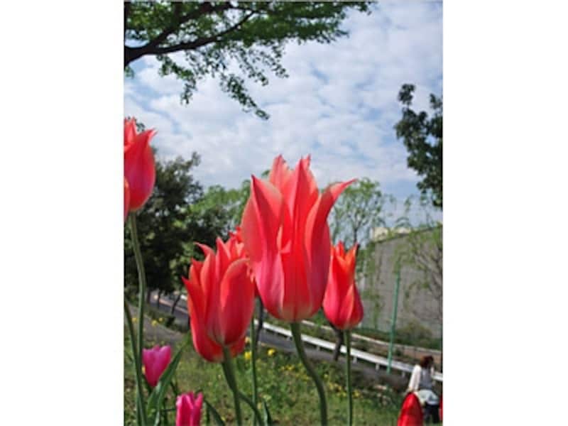 花の赤い部分だけが鮮やかになった
