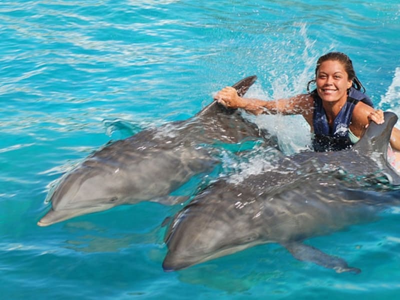 イルカの背びれにつかまって泳ぐエキサイティングなプログラム「ドルフィン・ロイヤル・スイム」。ウォルフィンが登場する回もある