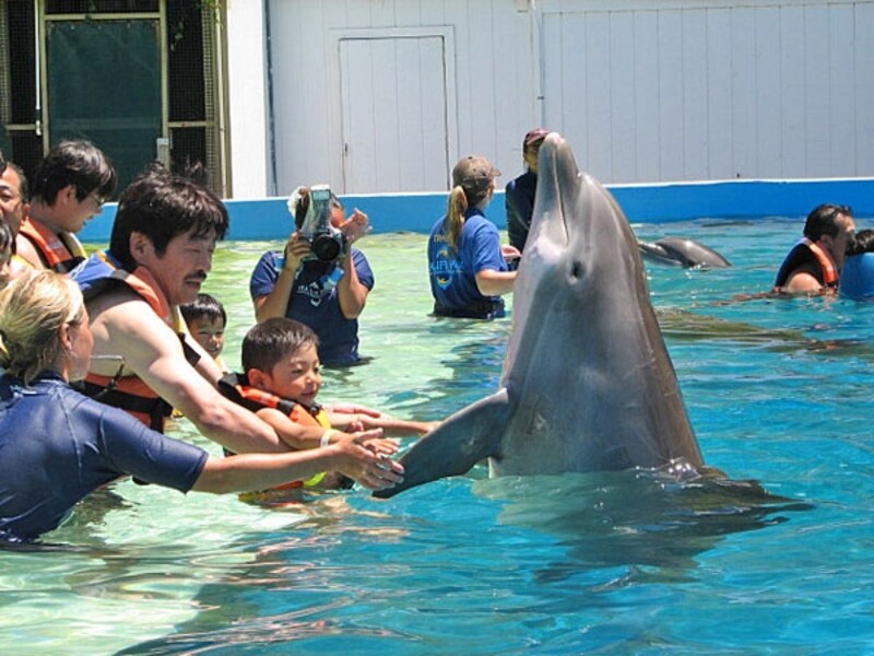 イルカに握手やタッチ＆キスができる体験プログラム「ドルフィン・エンカウンター」