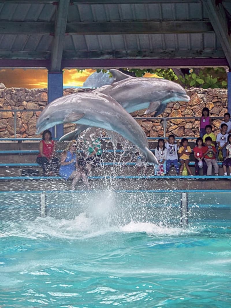 イルカ、アシカ、ペンギンとスター勢ぞろいの「ハワイアン・オーシャン・シアター・ショー」