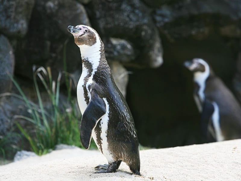 トレーラーからペンギンの生態について話を聞くこともできる