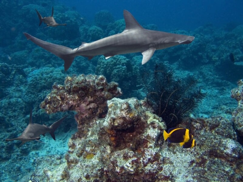 巨大水槽「ハワイアン・シャーク・タンク」を泳ぐサメの体長は、1~1.2メートル。画像はアカシュモクサメ(ハンマーヘッド)