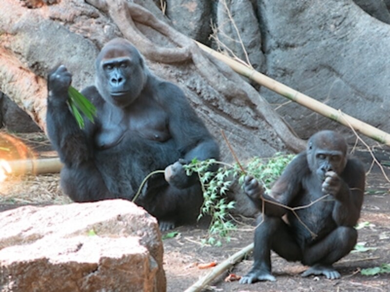 こだわりオートundefinedF2.8 1/125秒 ISO200undefined30.5mm×1.2倍(168mm相当)「モモコとコモモ」undefinedニシローランドゴリラの親子。この撮影でもプログレッシブファインズームは大活躍