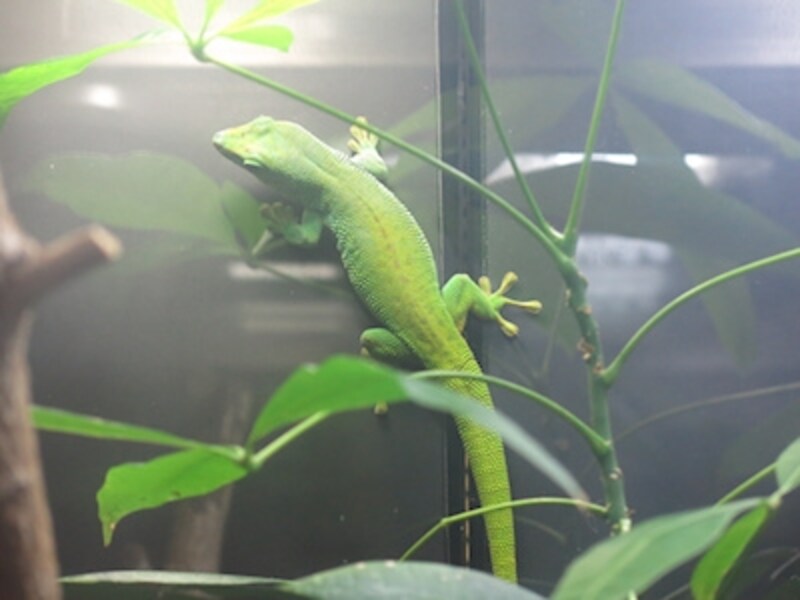 プログラムAEundefinedF2.8 1/80秒 ISO800undefined30.5mm(140mm相当)「マダガスカルヒルヤモリ」undefinedマダガスカル島に生息する固有のヤモリ。鮮やかなグリーンの発色を忠実に再現