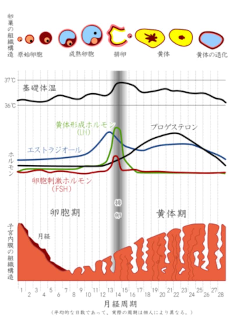 生理周期と性ホルモンの関係