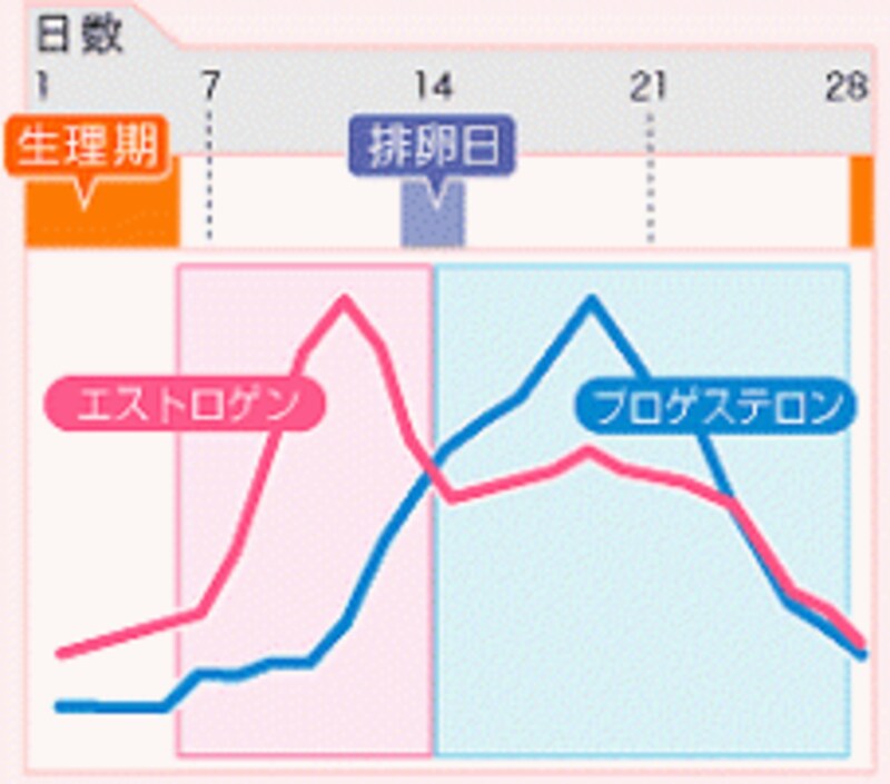 2つの女性ホルモン