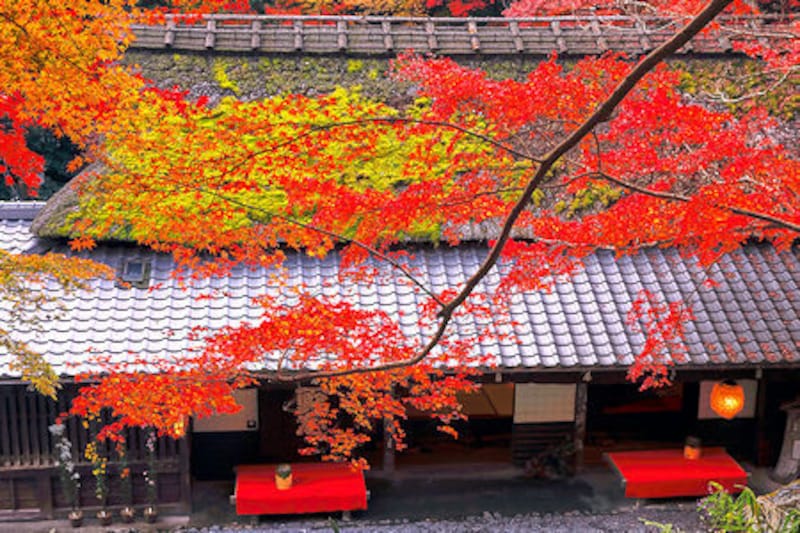 平野茶屋 紅葉の愛宕街道