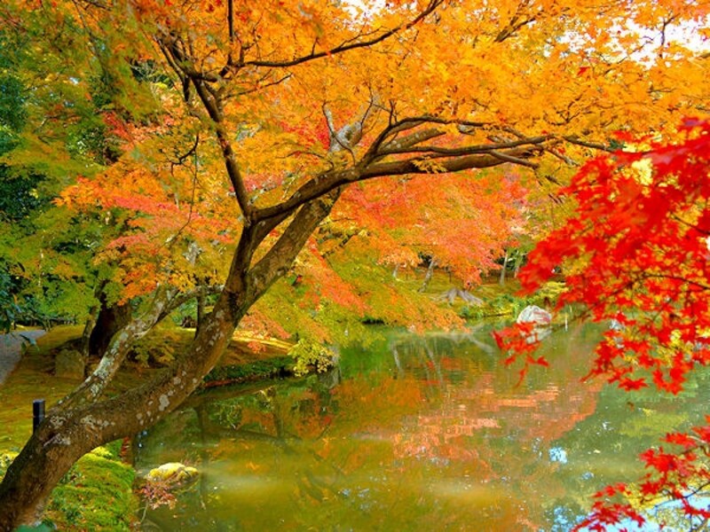 金閣対岸の紅葉