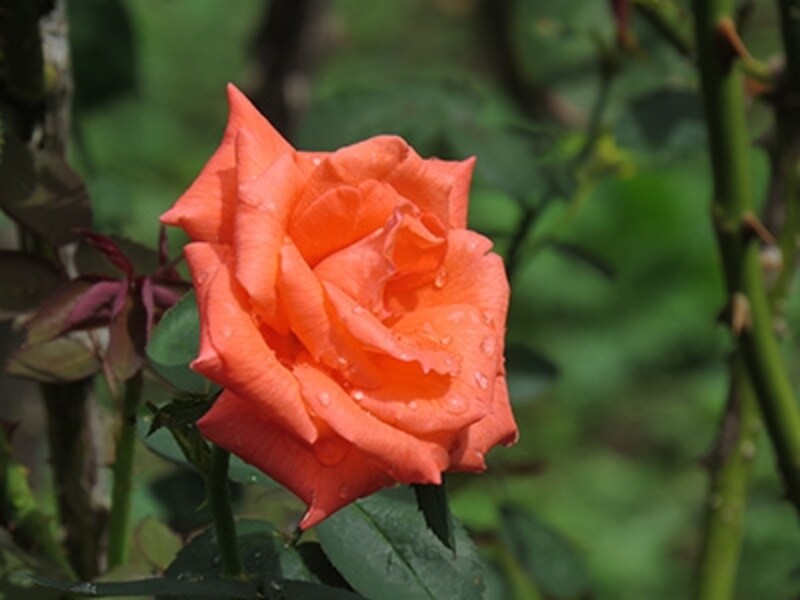 PowerShot SX50 HS 実写画像03