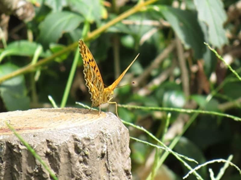 PowerShot SX50 HS 実写画像04