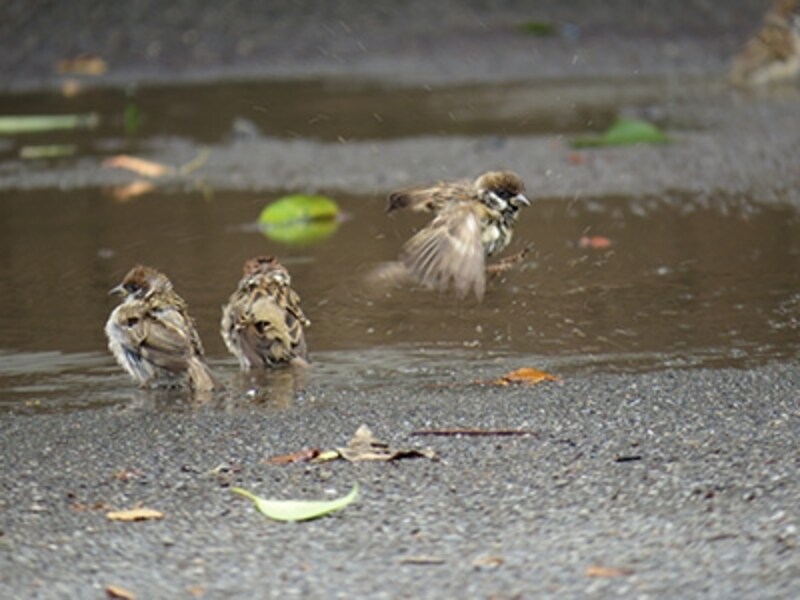 PowerShot SX50 HS 実写画像05