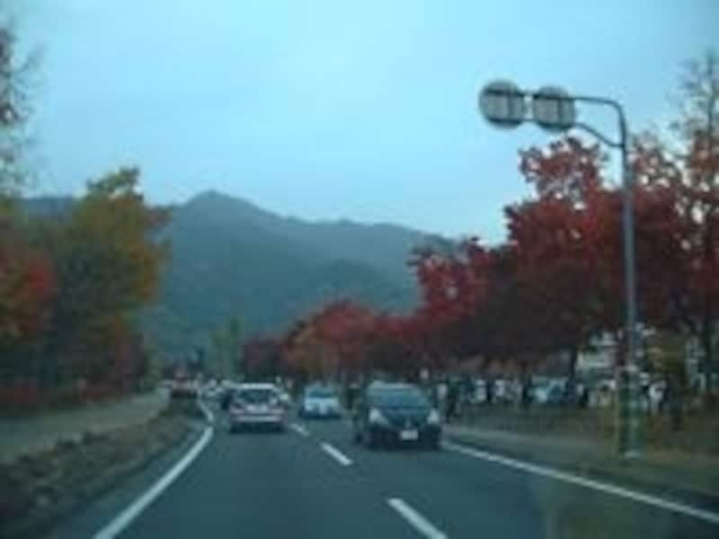 河口湖・美術館通りの紅葉