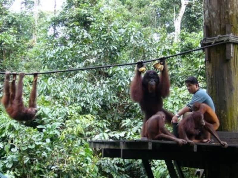 マレーシア,コタキナバル