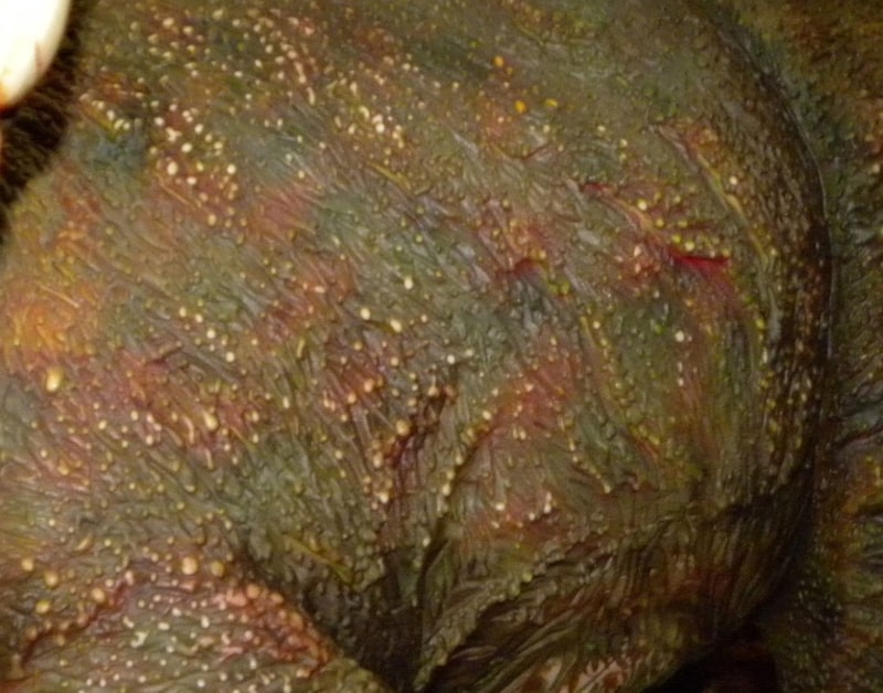 チョコレート製とは思えないほどリアルな恐竜の皮膚の質感