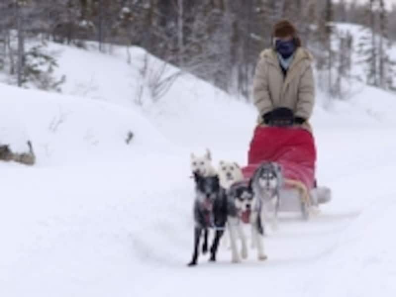犬ぞりといっても、ハスキー犬とは限らない (C) ベックスケンネル