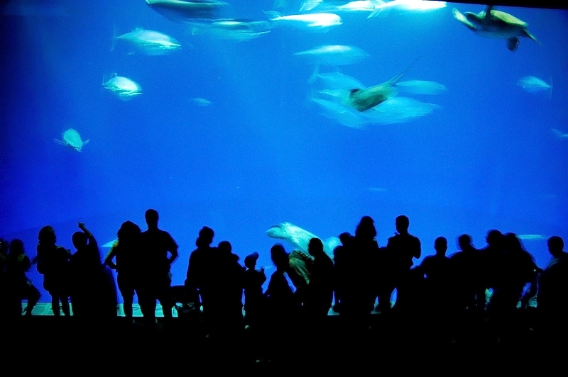 モントレー・ベイ水族館