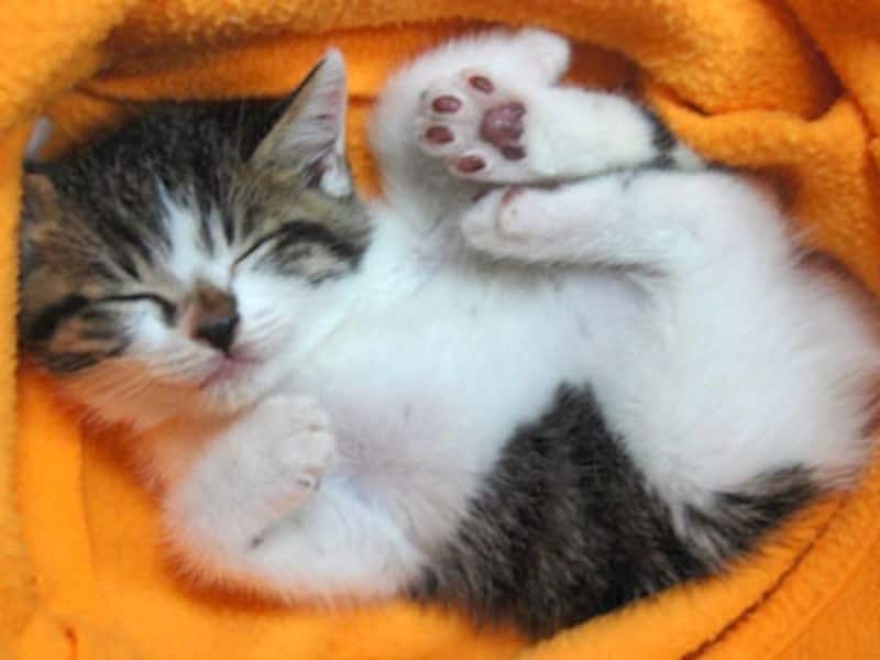 首がねじれても平気だよ！