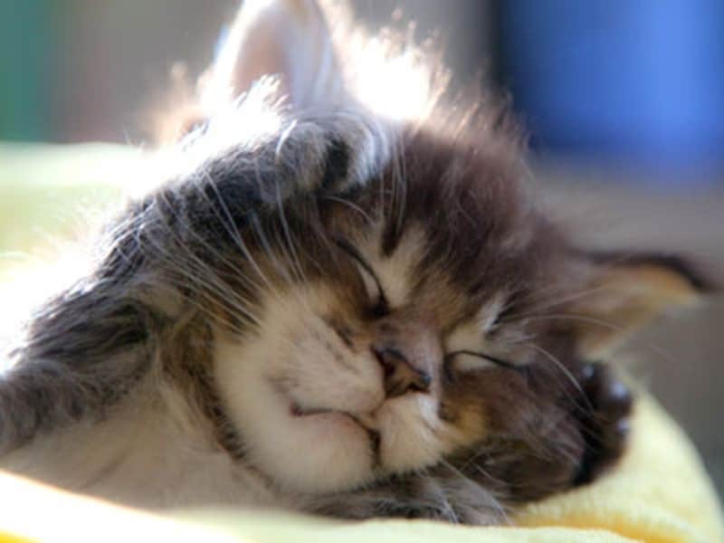 陽ざしの中でシェスタ