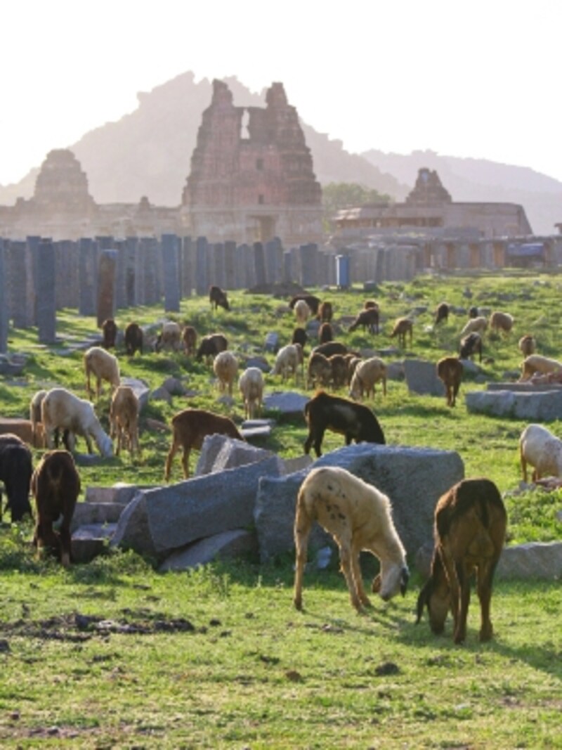 ヤギとアチュタラーヤ寺院