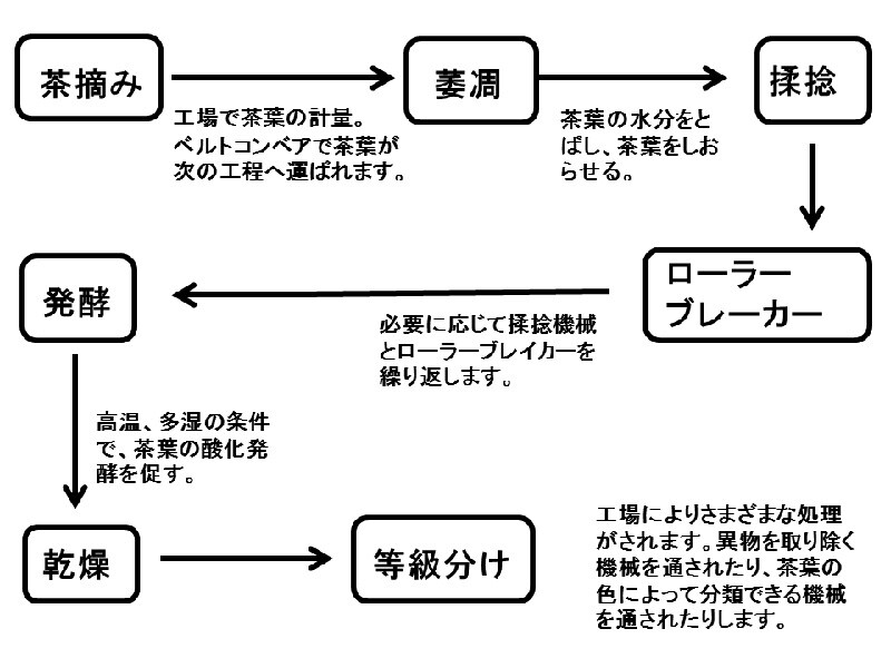 スリランカ　ティーファクトリーの紅茶製造工程