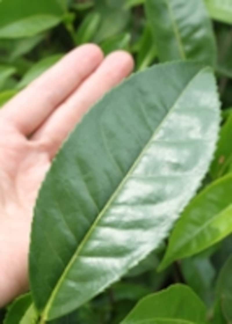 手のひらの長さほどもある大きな生葉