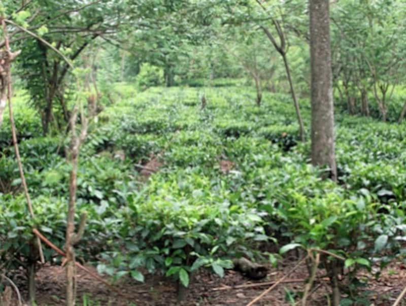 スリランカのローグロウンエリアでは、個人の畑でもお茶を栽培し、工場と取引