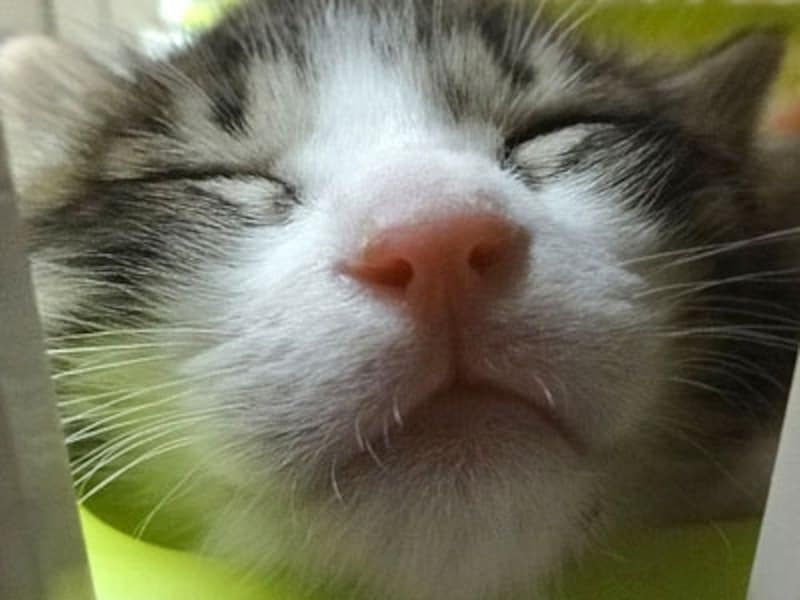 安らかな寝顔ですね~