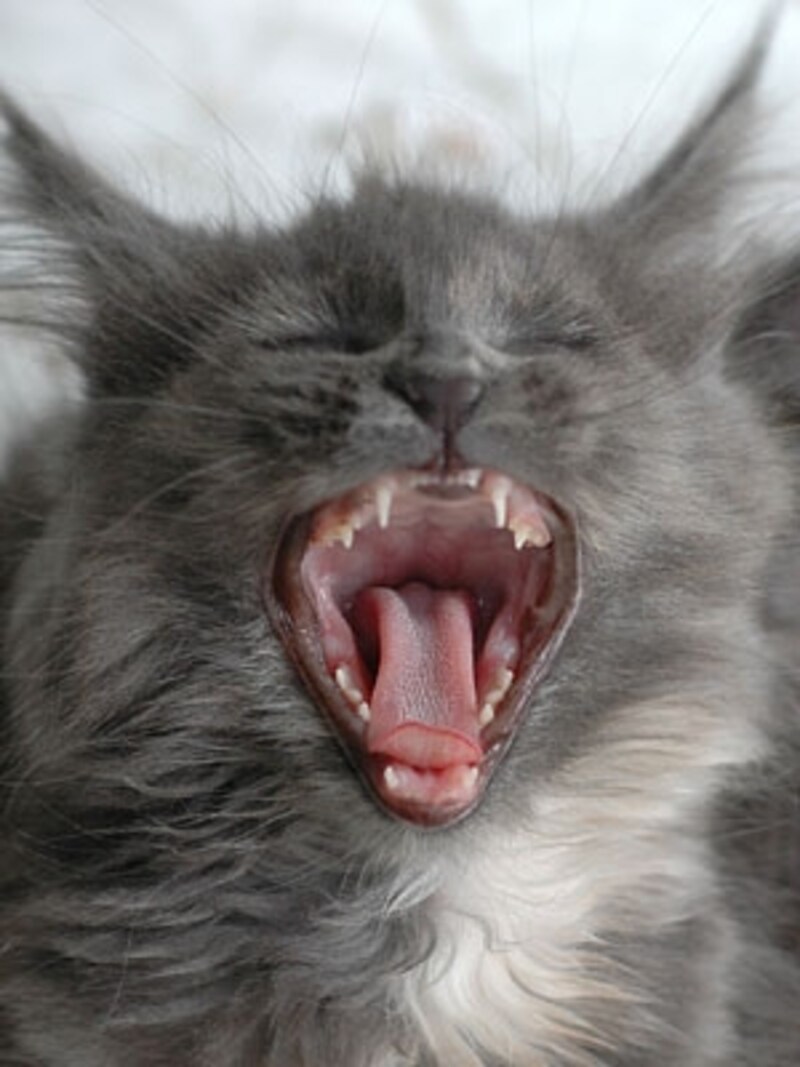 子猫の乳歯はトギトギ
