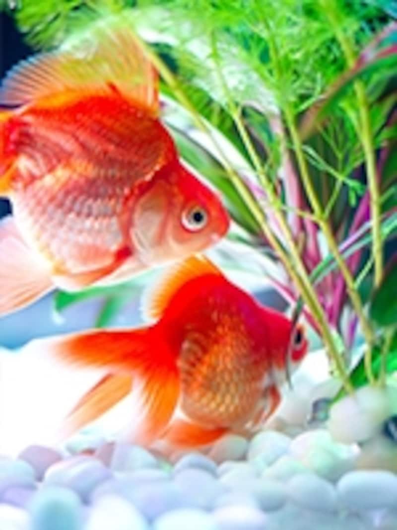 優雅に泳ぐ金魚の寿命は?