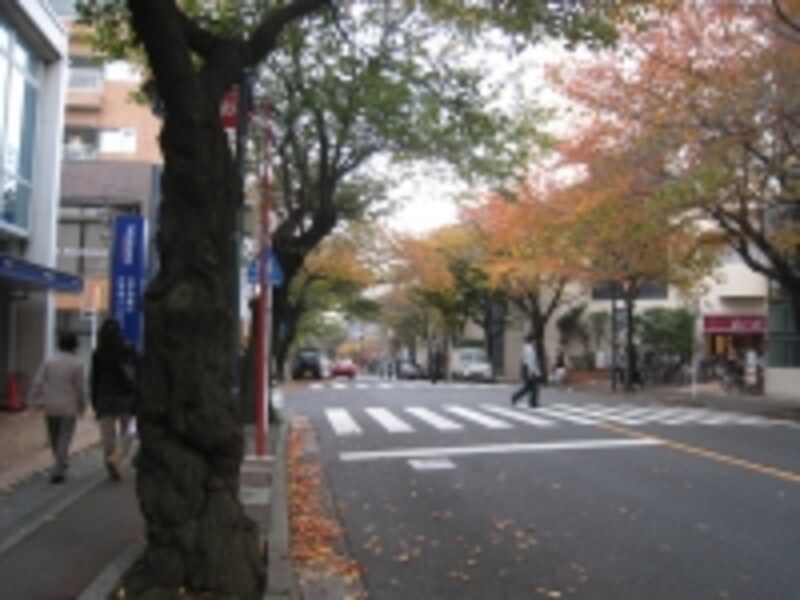 紅葉のトンネル