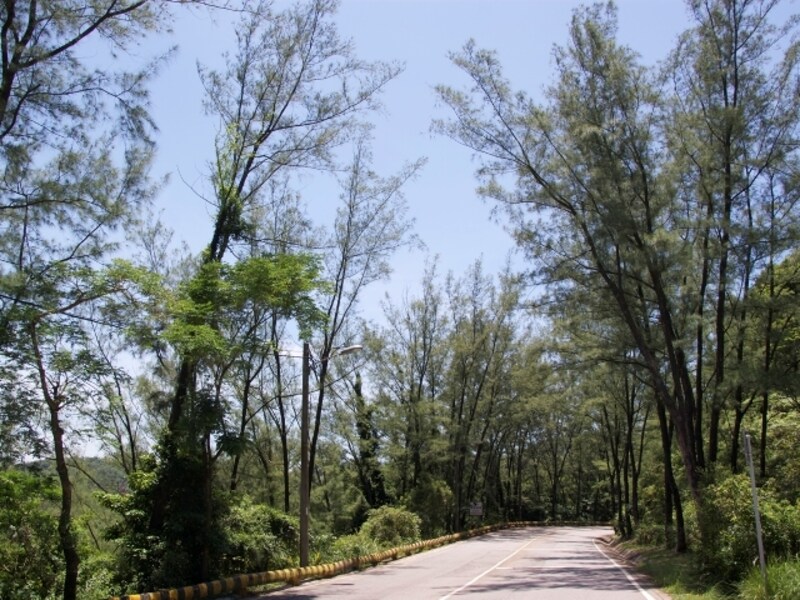 自然林の中を抜けての移動