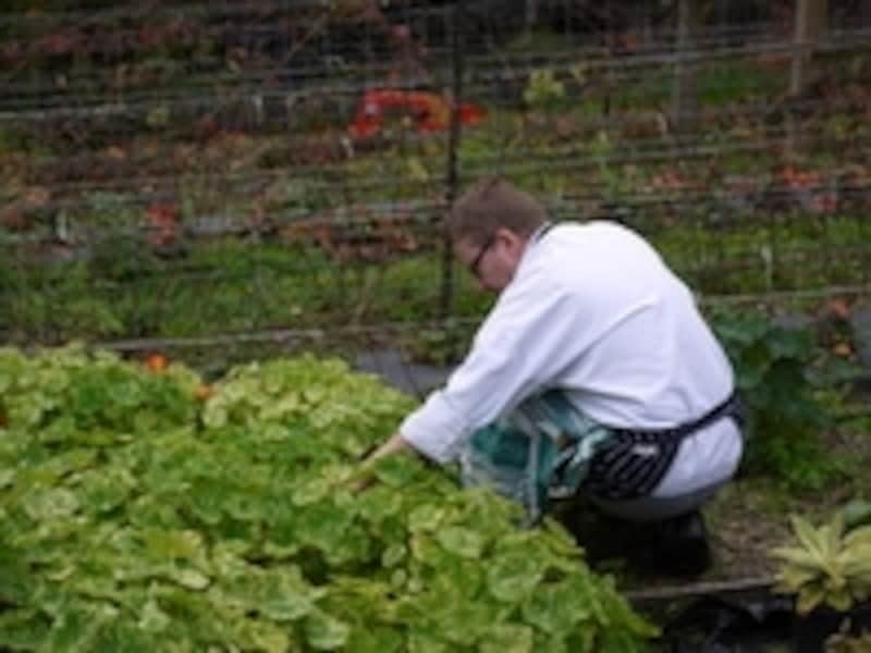 ヘロンズウッドガーデン