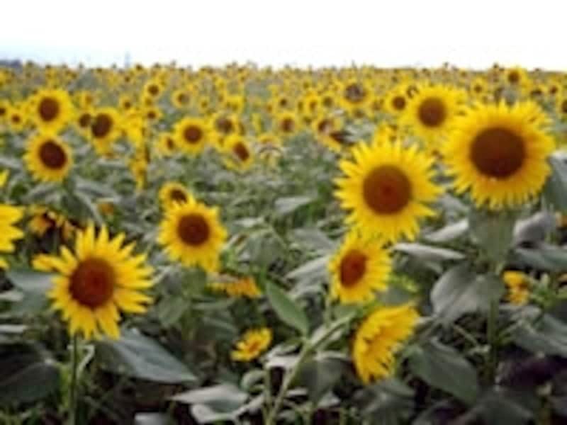 明野のひまわり畑