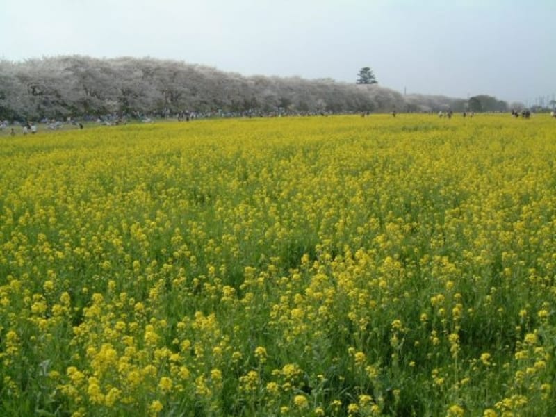 映画『Dolls』ロケ地／【埼玉】権現堂桜堤（2）