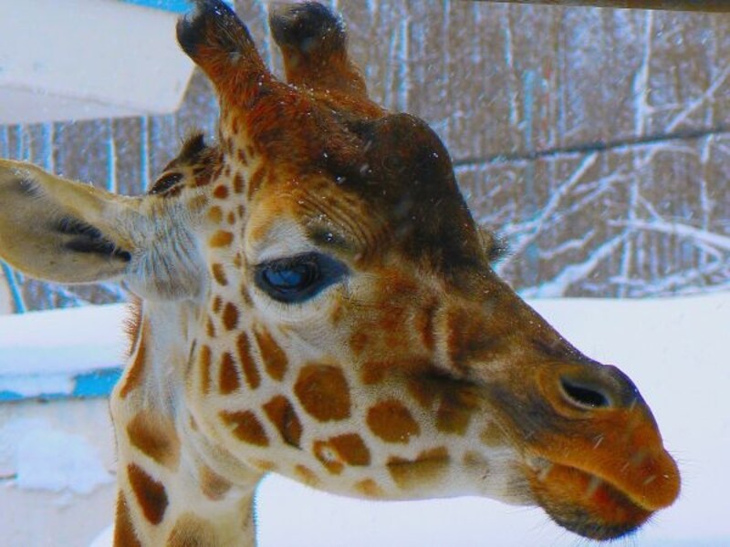 動物園
