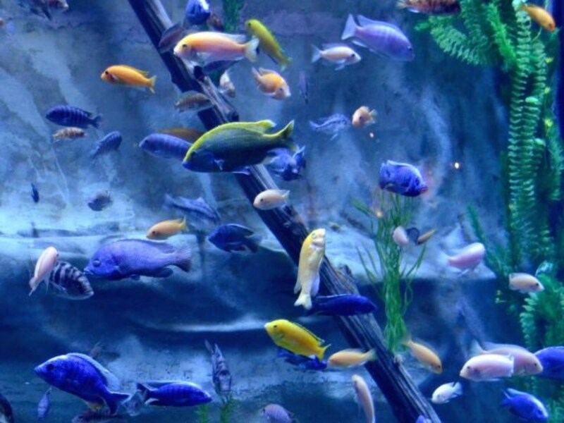 水族館
