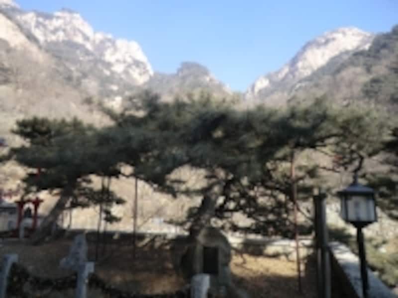 秦の始皇帝が雨宿りをしたという「五大夫松」