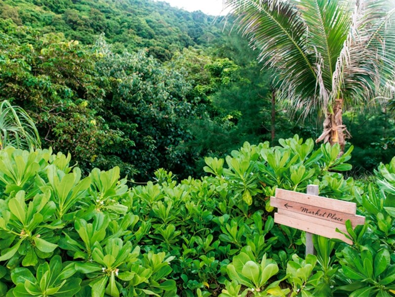 リゾートの周りにある鬱蒼としたジャングルは手付かずのまま。 シックスセンシズリゾートは、島の自然を守りながら運営されています。