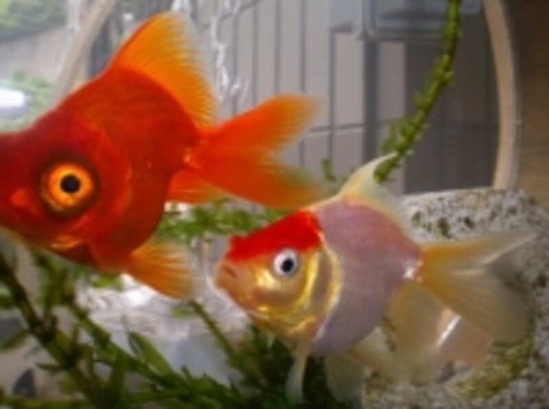 金魚の餌