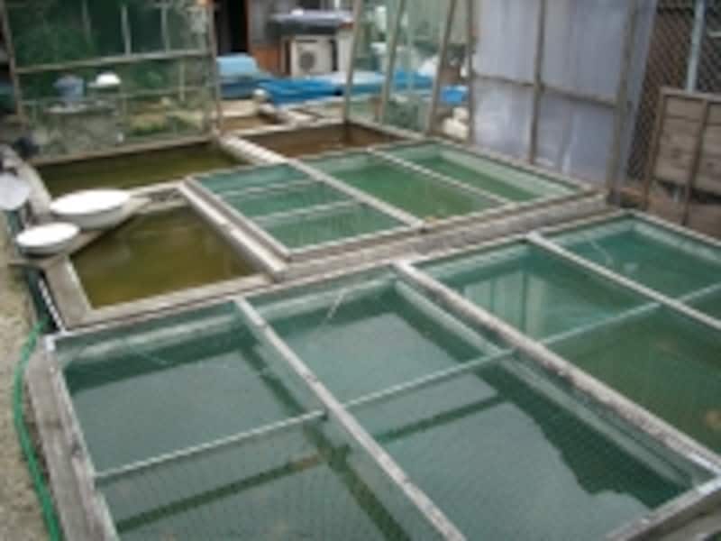 優良魚を多数飼育されている地金愛好家の方の飼育環境