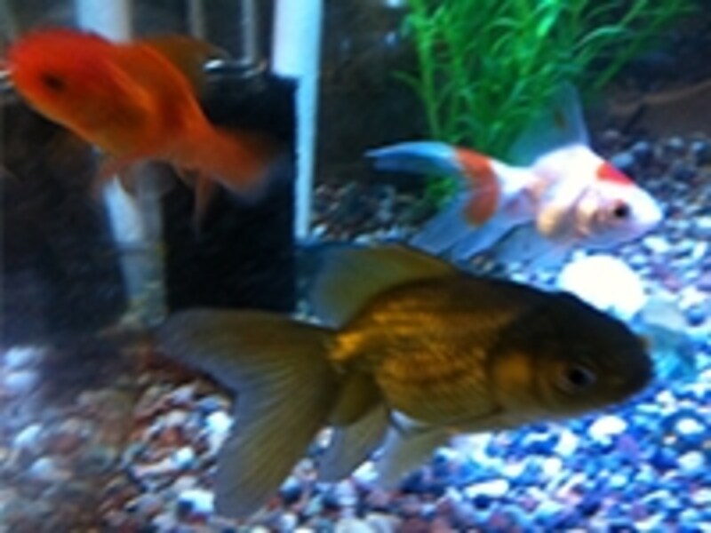 外出時の金魚の世話