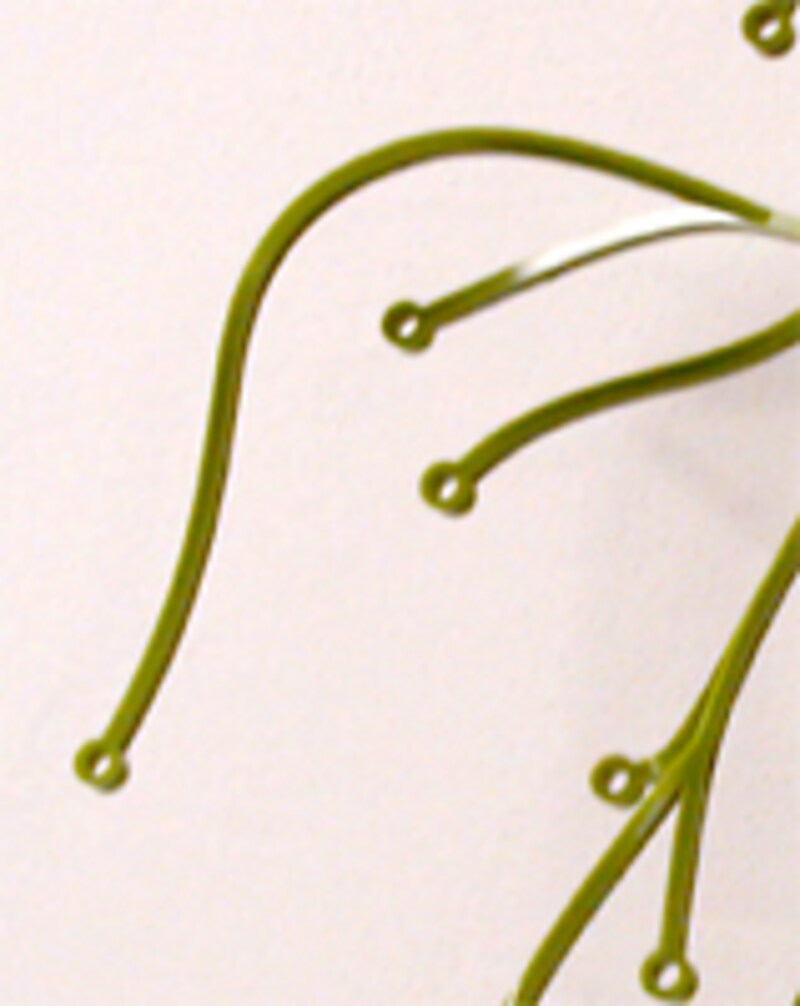 Algue50-item pack