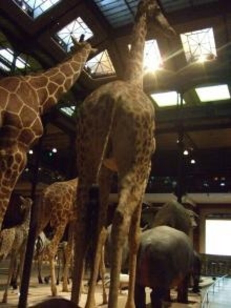 国立自然史博物館の進化大行進 パリ All About