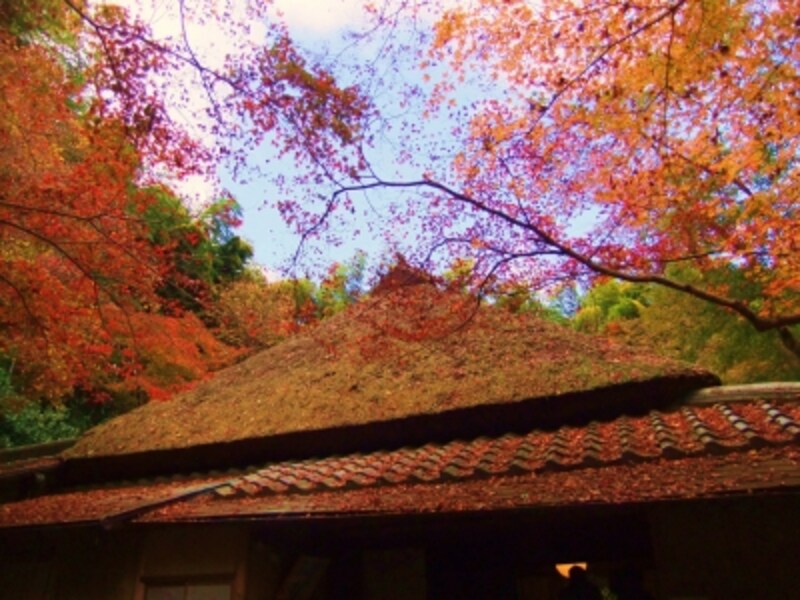 静かな散り紅葉の庭 祇王寺 紅葉スポット All About 静かな散り紅葉の庭 祇王寺 紅葉スポット All About
