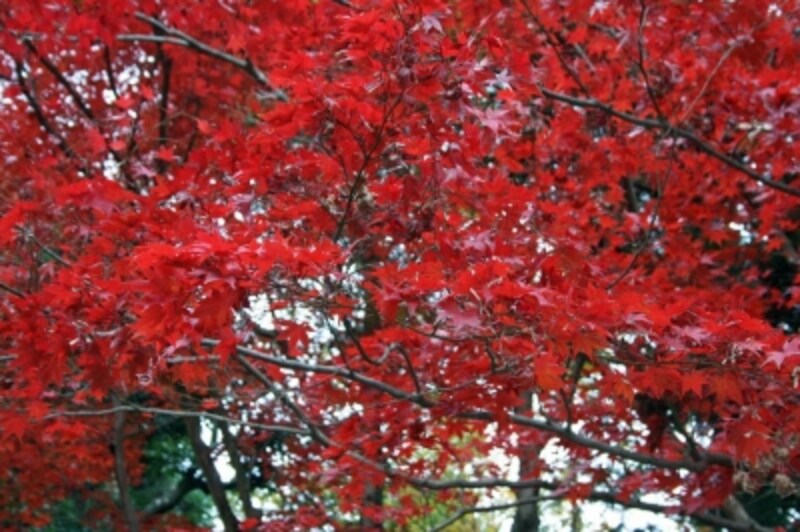 京都長岡京 光明寺 紅葉スポット All About