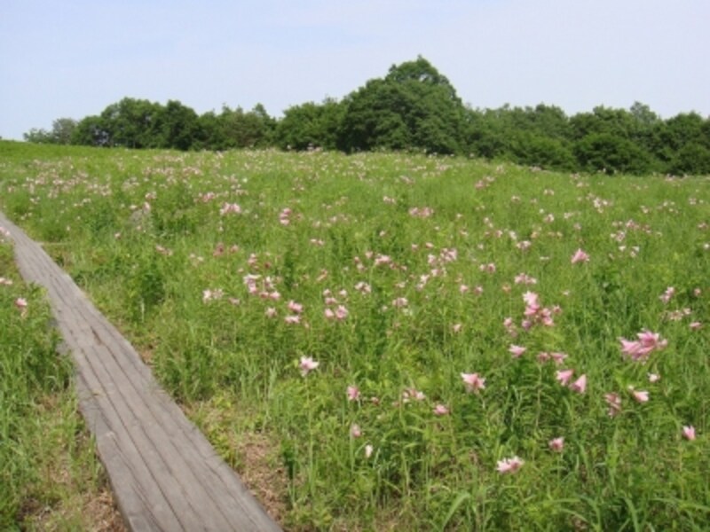 南会津の ヒメサユリ 群生地 会津 磐梯の観光 旅行 All About