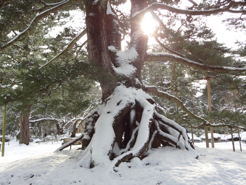 根上の松の根の部分