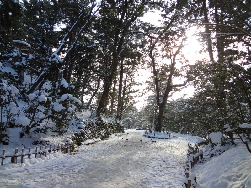 木々の下を通り抜ける道は要注意!